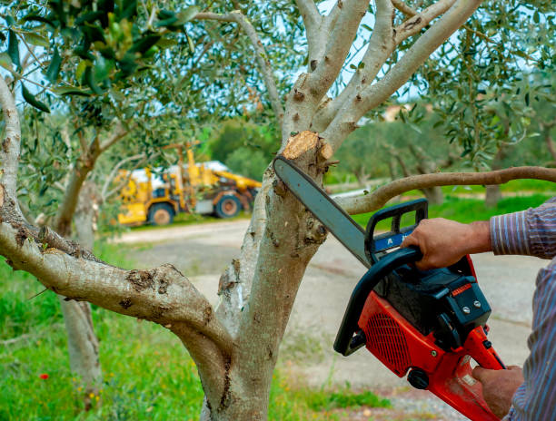 The Steps Involved in Our Tree Care Process in Dewitt, MI